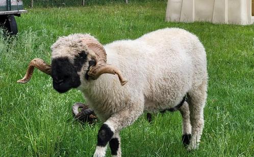 Walliser Schwarznase ram te huur/leen zwoegervrij, Dieren en Toebehoren, Schapen, Geiten en Varkens, Schaap, Mannelijk, 0 tot 2 jaar