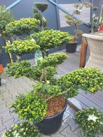 Ilex crenata convexa bonsai, Tuin en Terras, Halfschaduw, Overige soorten, Lente, Minder dan 100 cm