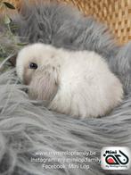 Raszuiver baby minilop konijn ram (transport mogelijk), Mannelijk, Dwerg, Hangoor, 0 tot 2 jaar