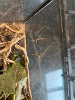 Wandelende tak babys, Wandelende tak