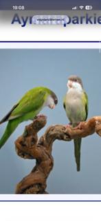 Gezocht Aymaraparkieten, Meerdere dieren, Parkiet