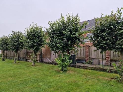 7 stuks hele grote oude leilindes leilinde, Tuin en Terras, Planten | Bomen, Overige soorten, Ophalen