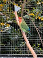 Agapornis, Dieren en Toebehoren, Vogels | Parkieten en Papegaaien, Vrouwelijk, Dwergpapegaai of Agapornis, Geringd