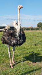 Struisvogel Kuiken, Dieren en Toebehoren, Pluimvee, Geslacht onbekend, Kip