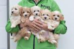 Maltipoo pups prachtige kleuren, Rabiës (hondsdolheid), 15 weken tot 1 jaar, Buitenland, Meerdere