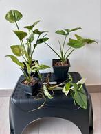 Syngonium pakket, Ophalen of Verzenden