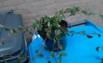 Cotoneaster dammeri Coral beauty Dwergmispel bodembedekker beschikbaar voor biedingen