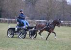 Gezocht groom, bijrijder, verzorger, menner, Dieren en Toebehoren, Stalling en Weidegang