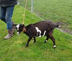 Te koop, mooie bonte geit., Dieren en Toebehoren, Schapen, Geiten en Varkens, Vrouwelijk, Geit