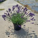 Lavendel 30cm - grote voorraad, Overige soorten, Volle zon, Vaste plant, Ophalen of Verzenden