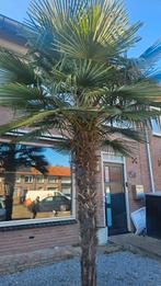palmboom, Ophalen, Volle zon, Palmboom