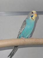 Dunfelo split Blackface split blackwing man, Dieren en Toebehoren, Mannelijk, Parkiet, Geringd