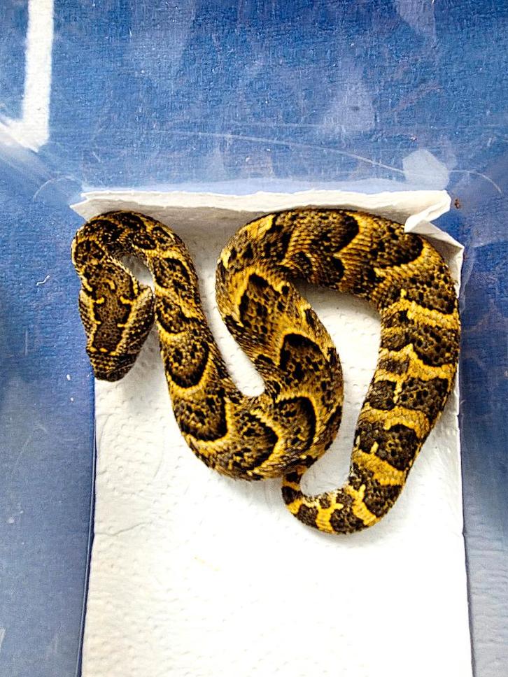 Bitis arietans