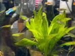 Endler guppies gratis, Dieren en Toebehoren, Vissen | Aquariumvissen, Vis, Zoetwatervis