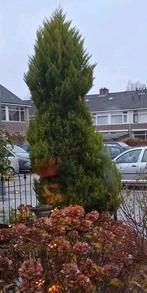 Conifeer, Tuin en Terras, Planten | Bomen, Ophalen, Bloeit niet, Halfschaduw, Overige soorten