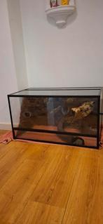 Terrarium, Dieren en Toebehoren, Reptielen en Amfibieën | Toebehoren, Ophalen, Zo goed als nieuw, Terrarium of Paludarium