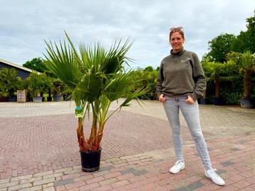 Palmboom 160cm €30 per stuk alleen afhaal OP=OP beschikbaar voor biedingen