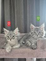 Maine coon kittens (kater rode bandje nog beschikbaar), Dieren en Toebehoren, Katten en Kittens | Raskatten | Langhaar, Meerdere dieren
