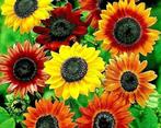 Zonnebloem Distinto zaden mix, Ophalen of Verzenden, Voorjaar, Volle zon, Zaad