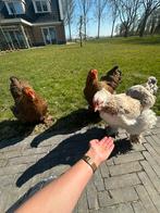 Brahma groot, Dieren en Toebehoren, Pluimvee, Kip
