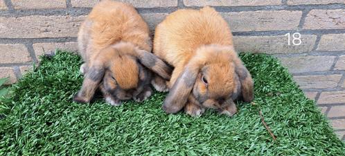 nederlandse hangoordwergen, Dieren en Toebehoren, Konijnen, Dwerg, Meerdere dieren, 0 tot 2 jaar, Hangoor
