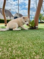 Pomsky teefje, Dieren en Toebehoren, Overige rassen, 8 tot 15 weken, Teef, Meerdere