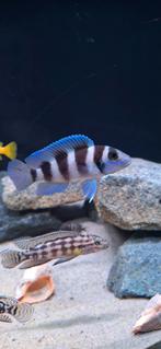 Neolamprologus tetrocephalus, Dieren en Toebehoren, Vissen | Aquariumvissen, Vis