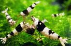 Maandaanbieding:Crystal Black garnalen A gradatie - Caridina, Kreeft, Krab of Garnaal, Zoetwatervis