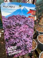 Japanse esdoorns 1,60 hoog, Ophalen, Overige soorten