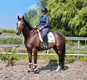 Nieuwe advertentie 4jarige rabicano ruin 165cm topbraaf! beschikbaar voor biedingen