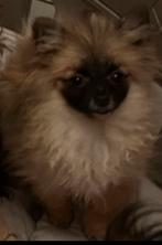 Pomeranian klein teefje, 15 weken tot 1 jaar, Overige rassen, CDV (hondenziekte), Teef