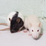 Gezocht 2 ratjes M, Rat, Mannelijk, Januari, Tam