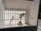 Gouldamadine’s en spiststaarten, Dieren en Toebehoren, Vogels | Overige Vogels, Meerdere dieren, Tropenvogel, Geringd