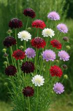 Scabiosa atropurpurea mix hoog, Ophalen, Zomer, Overige soorten, Volle zon