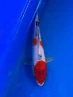 Maruten sanke, Karper of Koi