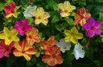 Gezocht: planten knollen Mirabillis jalapa striped colors, Ophalen, Zomer, Overige soorten, Volle zon