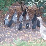 Loopeenden, Eenden, Indische Loopeend, Meerdere dieren, Eend