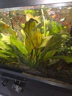 Grote aquarium plant, Dieren en Toebehoren, Ophalen, Nieuw, Plant(en), Steen of Hout