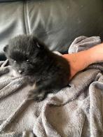 Leuke pommeriaan/dwergkees pups, Dieren en Toebehoren, Honden | Poolhonden, Keeshonden en Oertypen, Overige rassen, 8 tot 15 weken