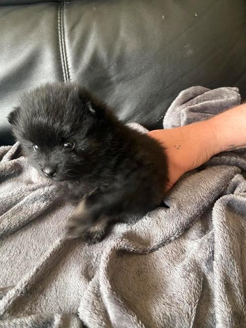 Leuke pommeriaan/dwergkees pups, Dieren en Toebehoren, Honden | Poolhonden, Keeshonden en Oertypen, Meerdere dieren, Overige rassen