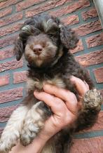 Dwergpoedel x toypoedel, Poedel, CDV (hondenziekte), 8 tot 15 weken, Teef