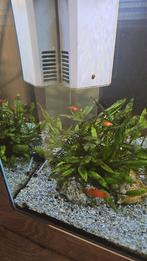 Platy's koraalrood en Mickey mouse €3,- p.s., Dieren en Toebehoren, Vissen | Aquaria en Toebehoren, Ophalen, Zo goed als nieuw