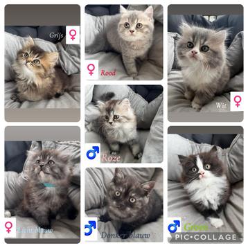 Britse korthaar en langhaar kittens mogen het nest verlaten beschikbaar voor biedingen