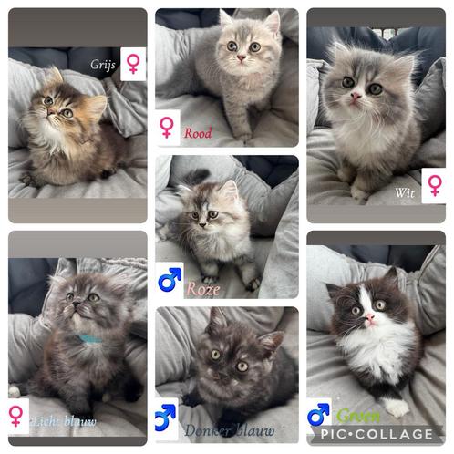 Britse korthaar en langhaar kittens mogen het nest verlaten, Dieren en Toebehoren, Katten en Kittens | Raskatten | Korthaar, Poes