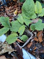 vingerhoedskruid, digitalis purpurea, Tuin en Terras, Planten | Tuinplanten, Zomer, Ophalen of Verzenden, Overige soorten, Volle zon