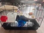 Kooi voor knaagdieren, Dieren en Toebehoren, Knaagdieren en Konijnen | Hokken en Kooien, Ophalen of Verzenden, Zo goed als nieuw