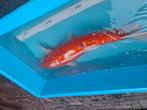 Koikarper 65a70, Dieren en Toebehoren, Vissen | Vijvervissen, Karper of Koi