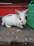 Kleine konijntjes, Dieren en Toebehoren, Konijnen, Meerdere dieren, Klein, 0 tot 2 jaar