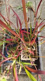 Japans bloedgras, Tuin en Terras, Planten | Tuinplanten, Ophalen, Bloeit niet, Overige soorten, Halfschaduw