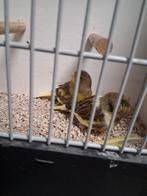 Meerdere mooie gloster kanaries, Meerdere dieren, Kleurkanarie